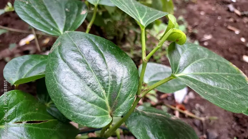 Betel Leaves Ayurvedic Uses, Benefits, and Side Effects